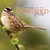 آلبوم دن گیبسون  -  Songbird Suite